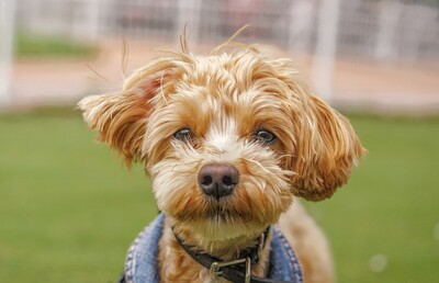 ペット保険最大手の「アニコム」M＆Aで動物病院の事業承継を加速